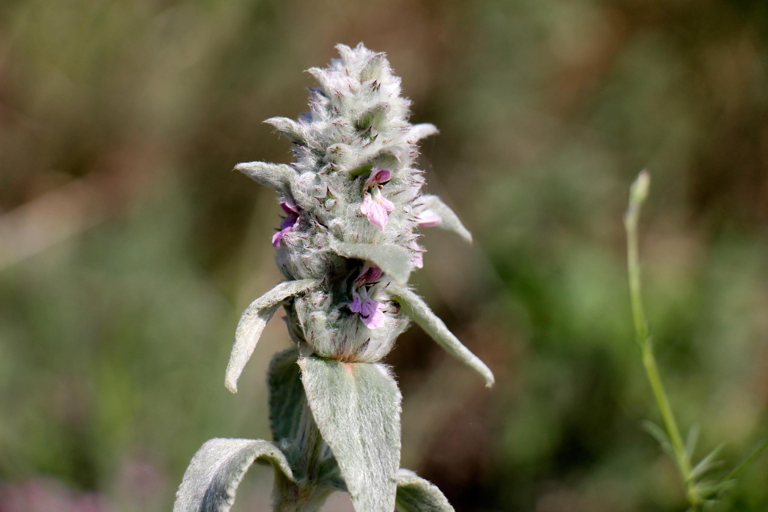 Чистец фото. Чистец Лесной (Stachys sylvatica l.). Чистец буквицецветный. Стахис буквица чистец. Чистец Византийский.