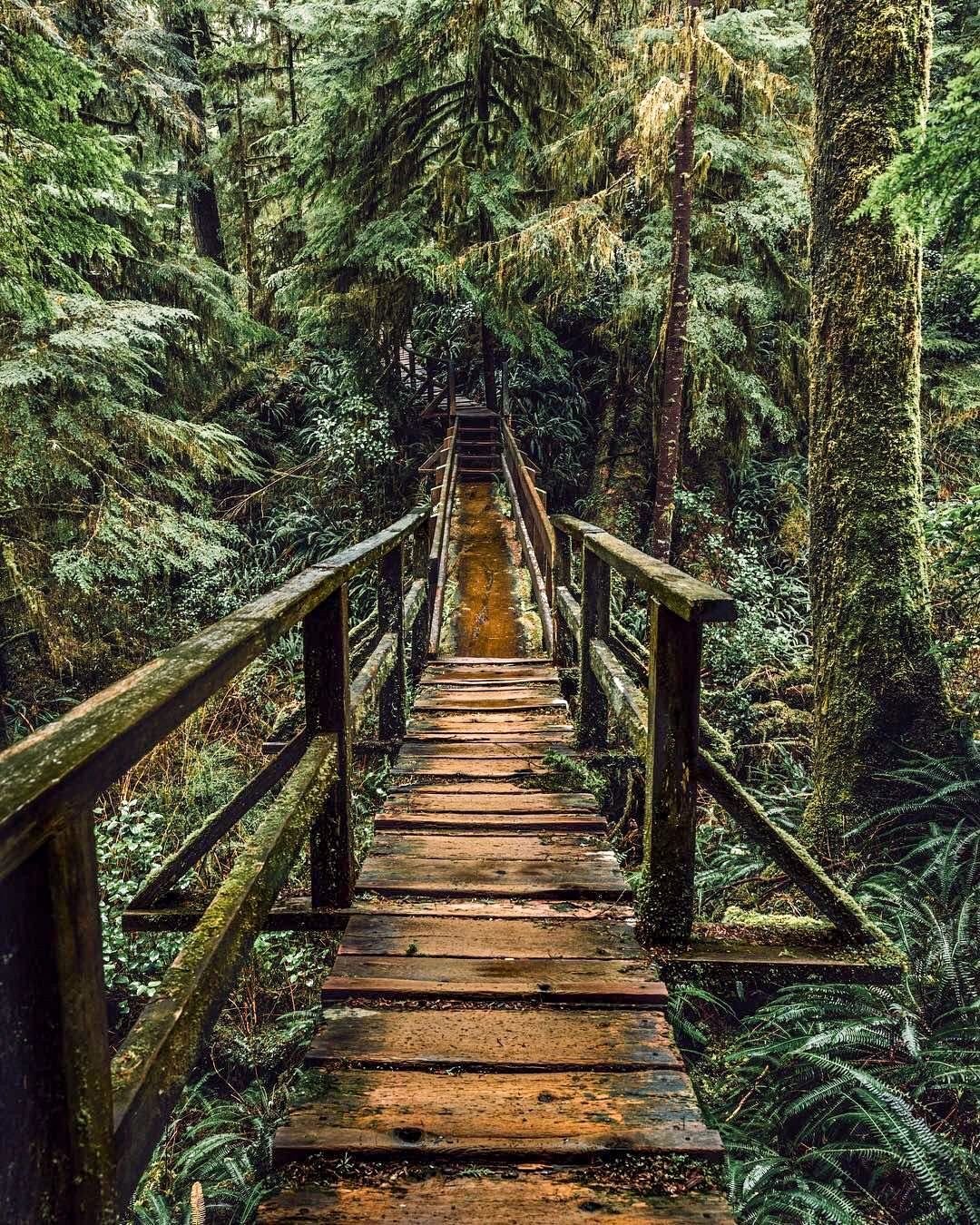 Тропа мифологии. Лестницы в лесу США ПСС. Тропинка в лесу. Дорожка в лесу. Деревянная тропа в лесу.