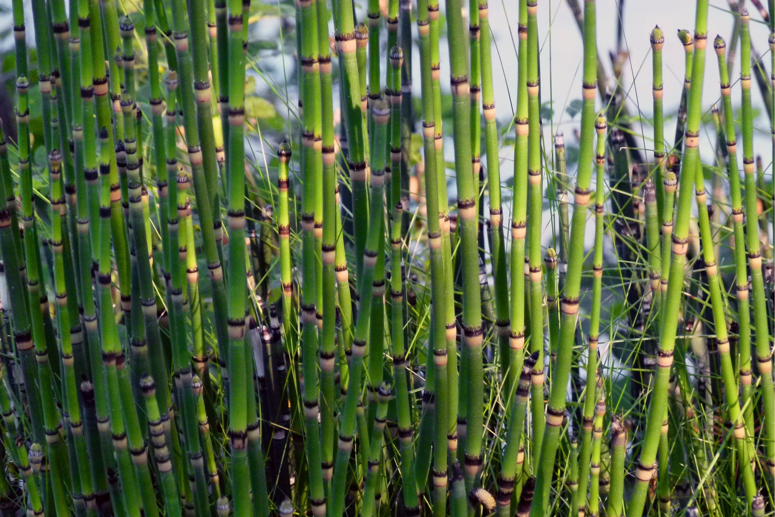 Хвощи растут на почвах. Хвощ тростниковый бамбук. Хвощ зимующий Equisetum hyemale. Бамбук тростниковый bambusa arundinacea. Хвощ камышовый.