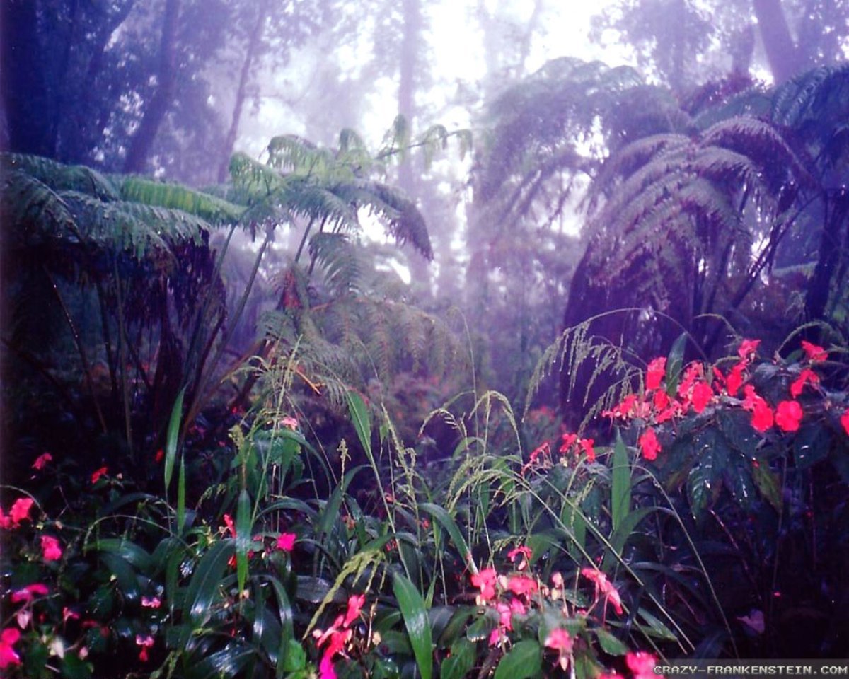Растения в экваториальных лесах