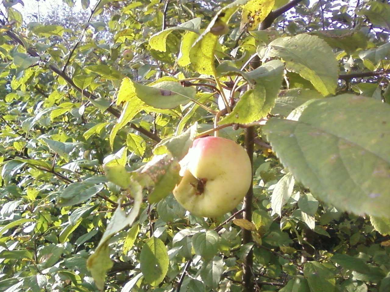 Яблоки дикая яблоня. Дикая яблоня Сиверса. Яблоня Лесная (дичок). Яблоня дичка. Яблоня Санрайз.
