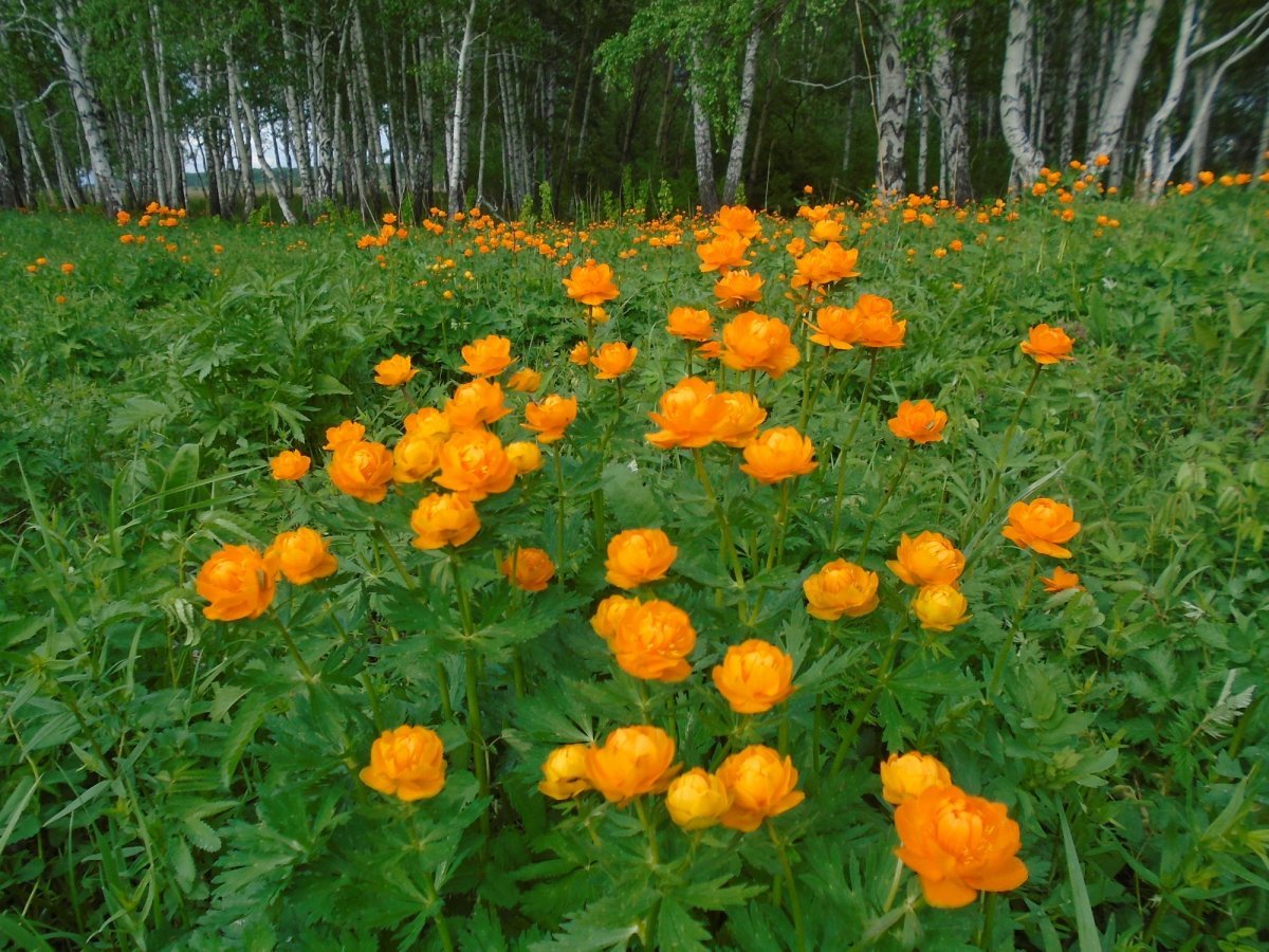 Купальница Баргузинская жарок