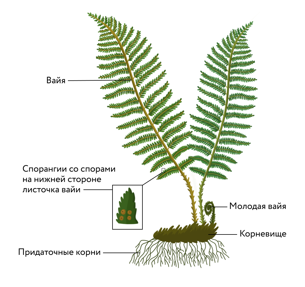 Внешний вид папоротника. Отдел Папоротниковидные (Polypodiophyta). Папоротниковидные Плауновидные Хвощевидные. Строение вайи папоротника. Отдел Папоротникообразные строение.