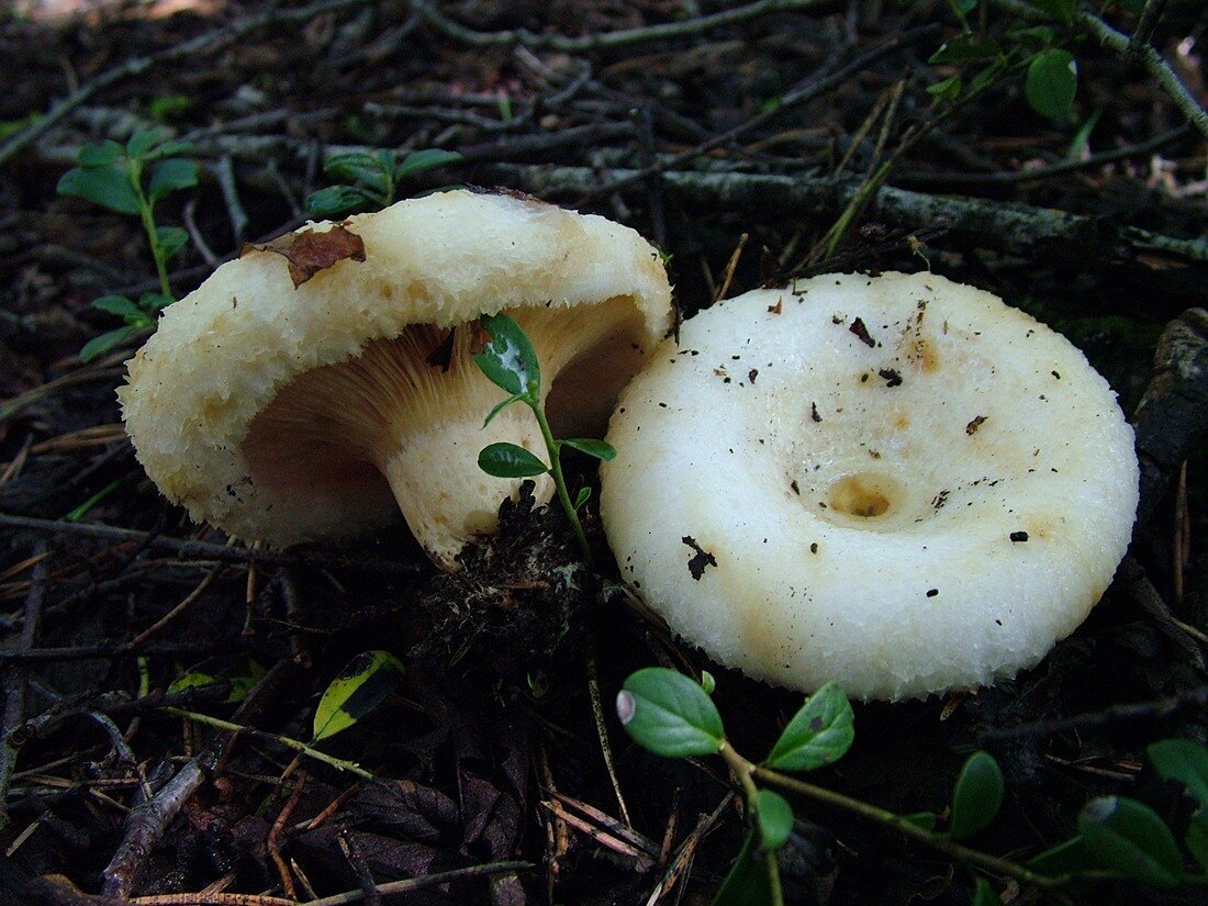 Есть гриб груздь. Груздь белый настоящий. Гриб белый груздь. Груздь настоящий (Lactarius resimus). Боровой груздь.