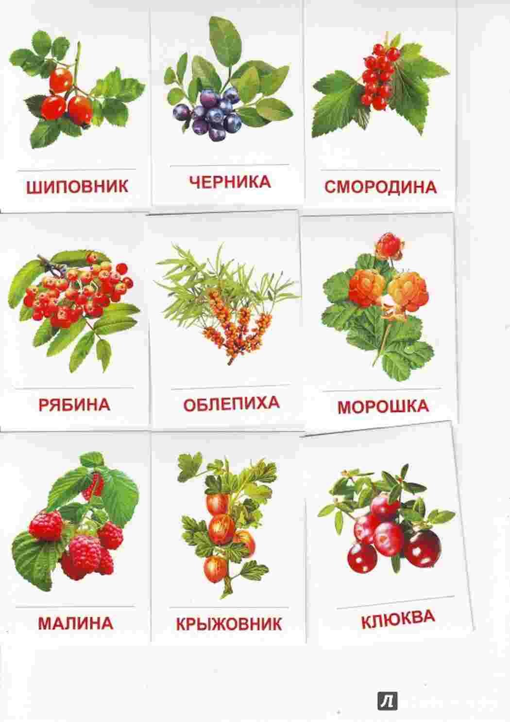 ягоды названия и фото на русском языке