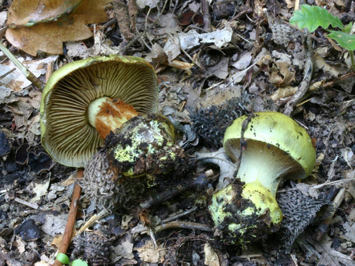 Зеленушка двойник гриб