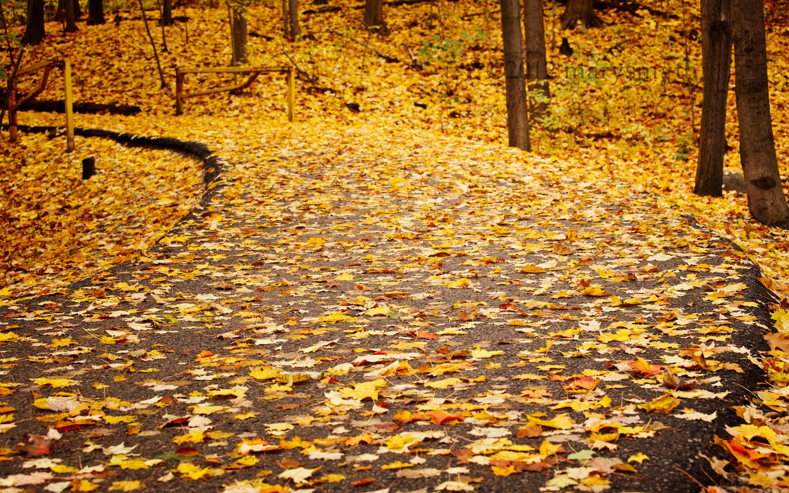 Вдруг среди листвы. Осенний листопад. Осень листопад. Желтые листья на земле. Осенняя листва на дороге.