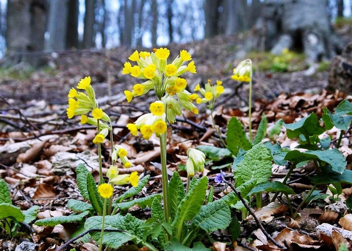 Трава примула