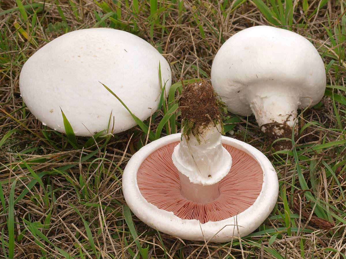 Шампиньон желтокожий грибы (54 фото)