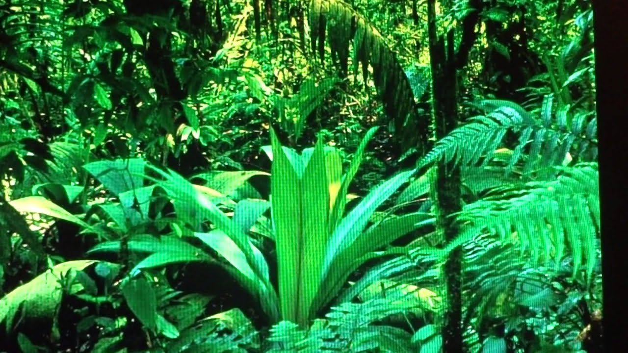 Природная зона влажные экваториальные тропические леса. Папоротник в экваториальном лесу. Влажные экваториальные тропические леса растения. Растительный мир экваториальных лесов Южной Америки. Влажный экваториальный лес Африки.