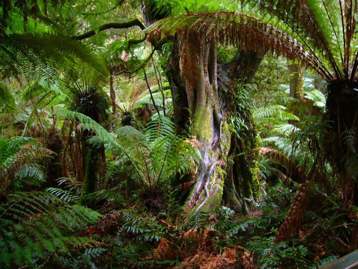 Типичные растения экваториального леса