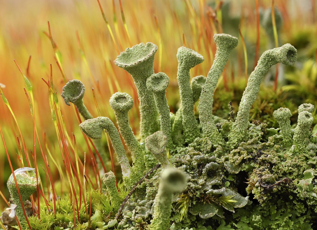 Микроскопические грибы