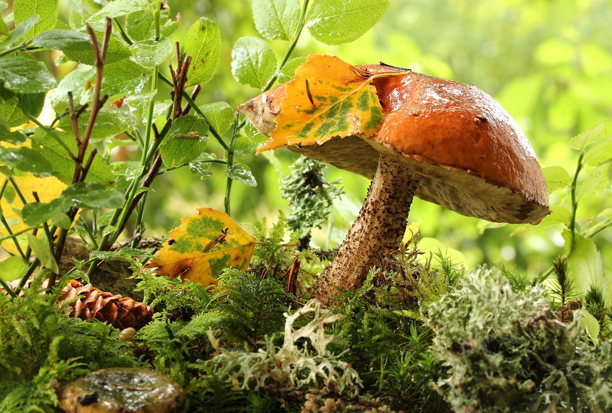 Грибы природа лес. Подосиновик осенний. Осенние грибы подосиновики. Подосиновик гриб. Осенние грибы фото.