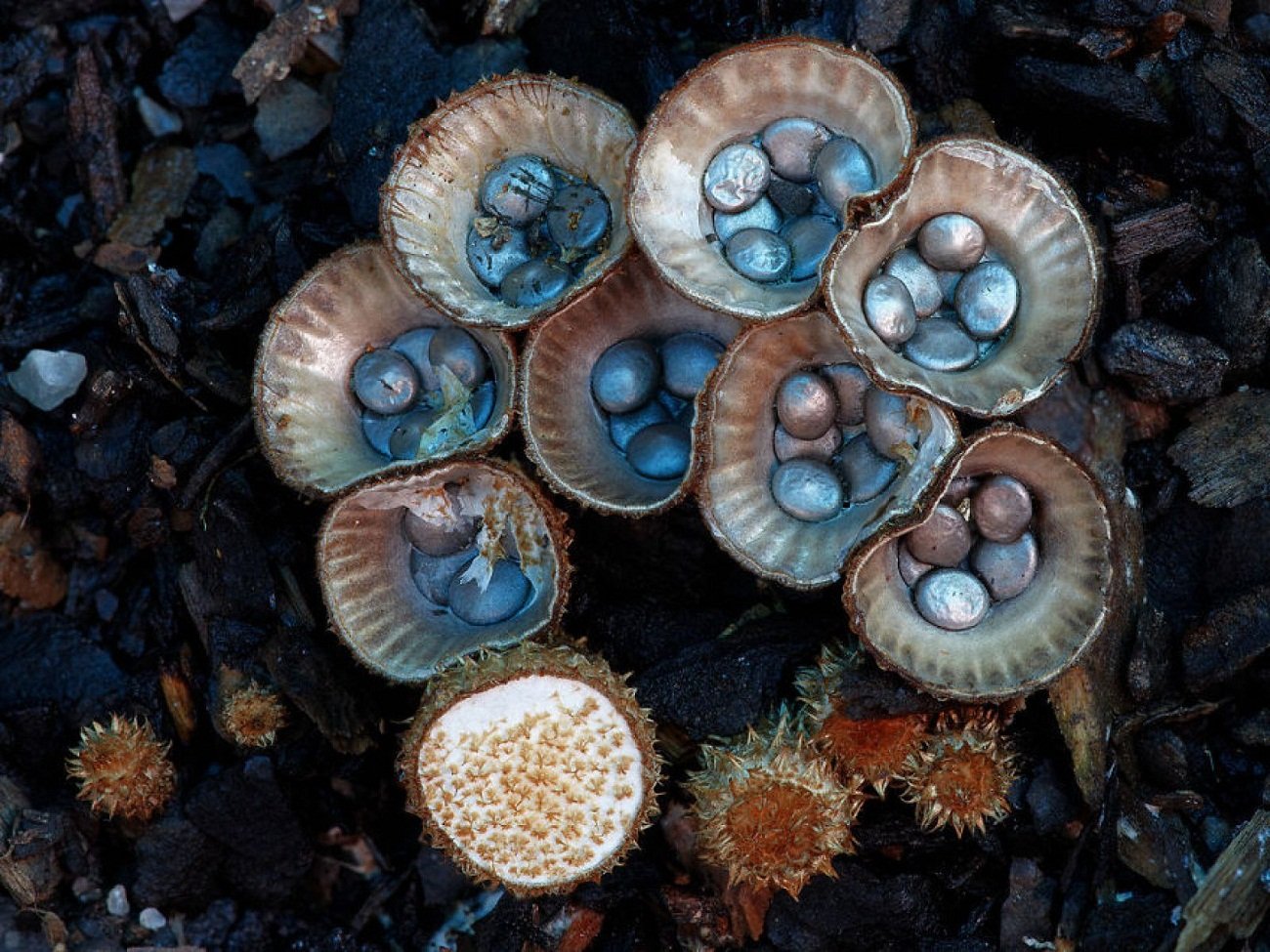 Экзотические грибы. Бокальчик полосатый (Cyathus striatus). Бокальчик Cyathus гриб. Грибы Кампанелла необычные грибы. Бокальчик полосатый гриб.