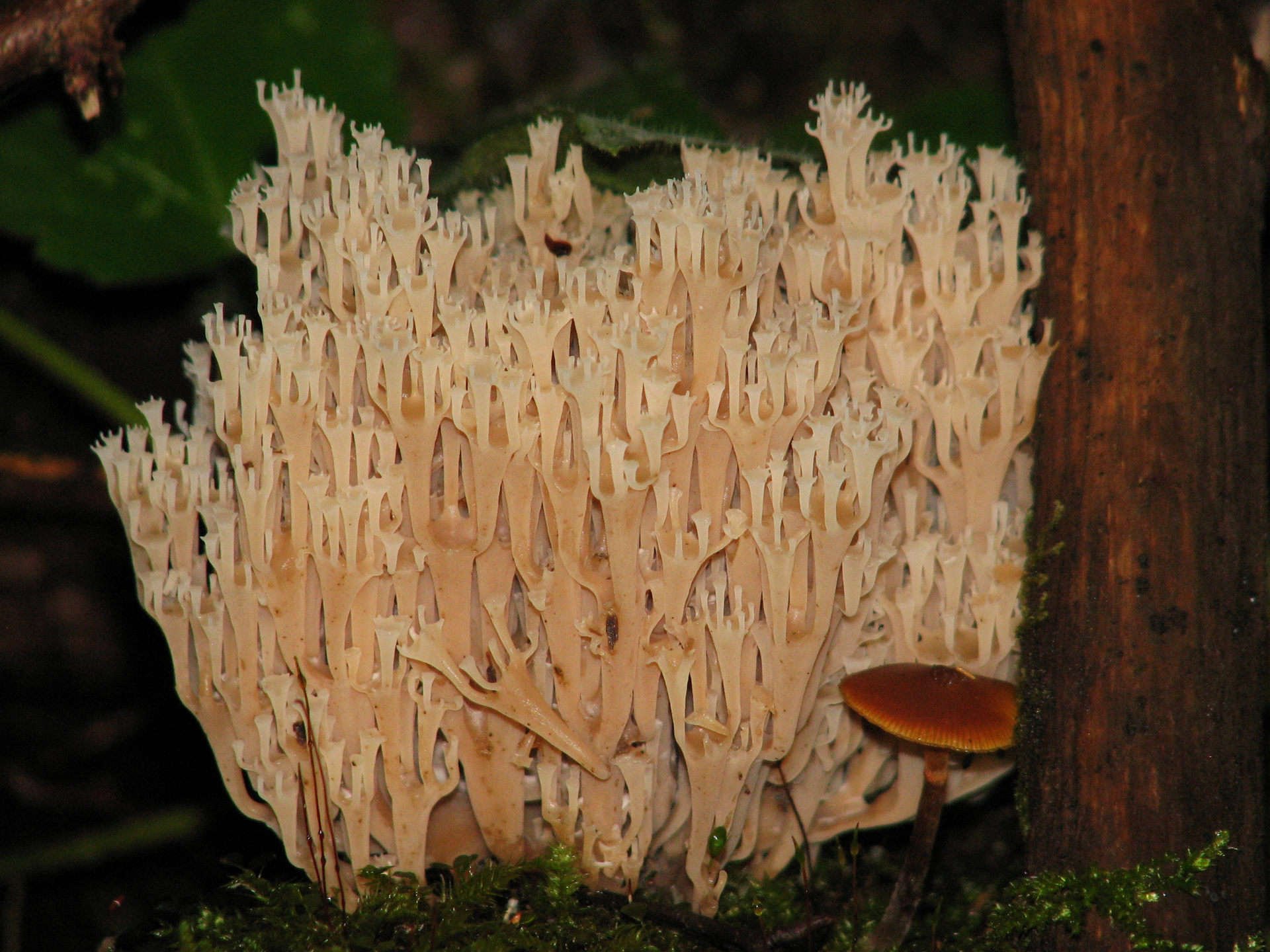 Название низших грибов. Фунгус гриб. Низшие грибы.