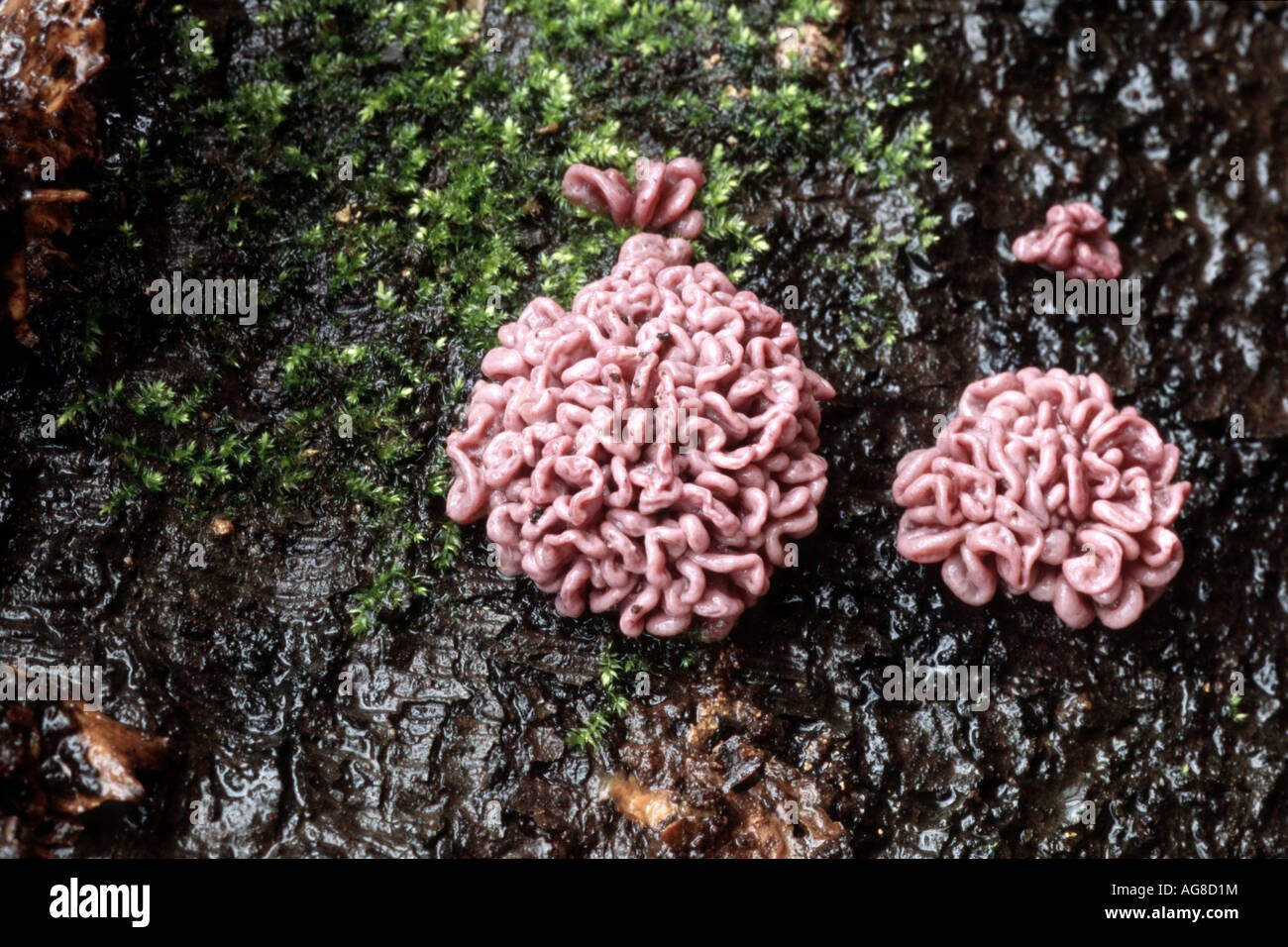 Brain 55. Необычные грибы. Мозговой гриб. Гриб в виде мозга.