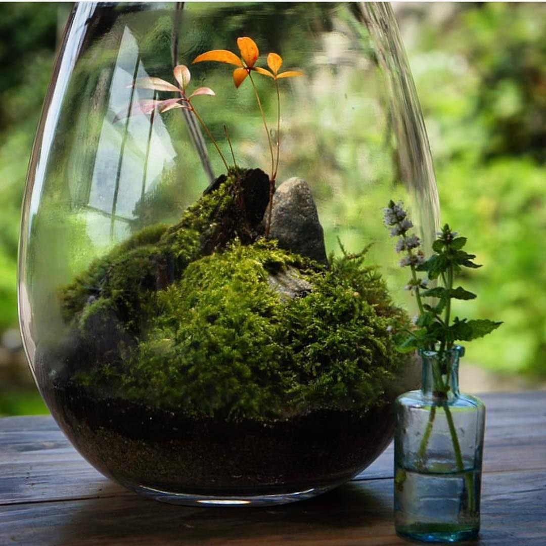 Terrarium Moss террариумный мох