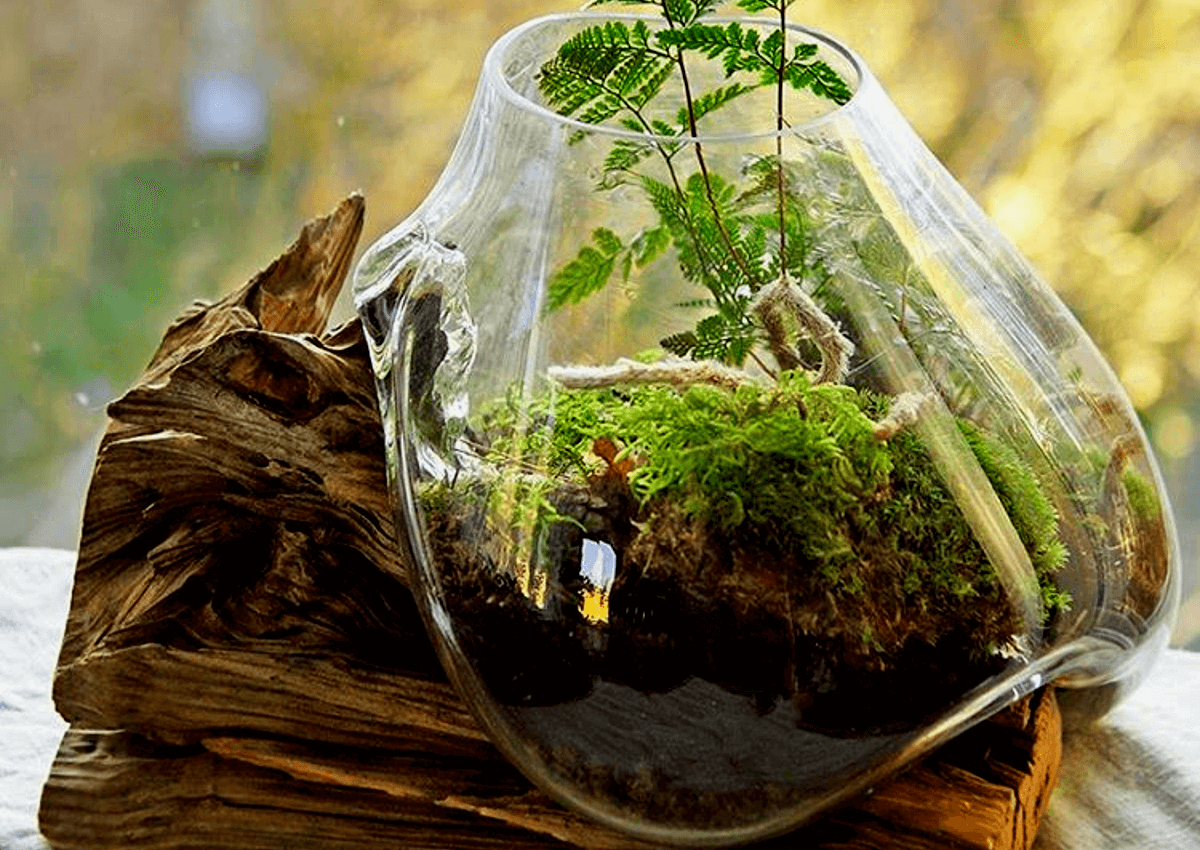 Terrarium Moss террариумный мох