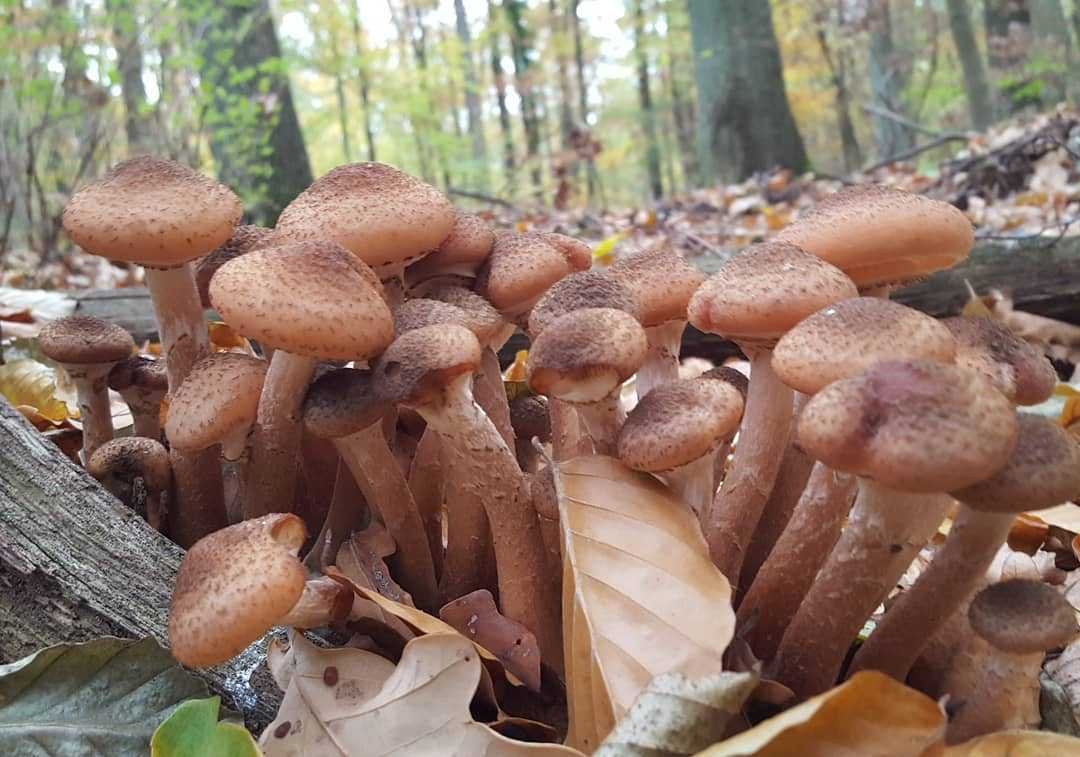 Фламулинки грибы зимние опята