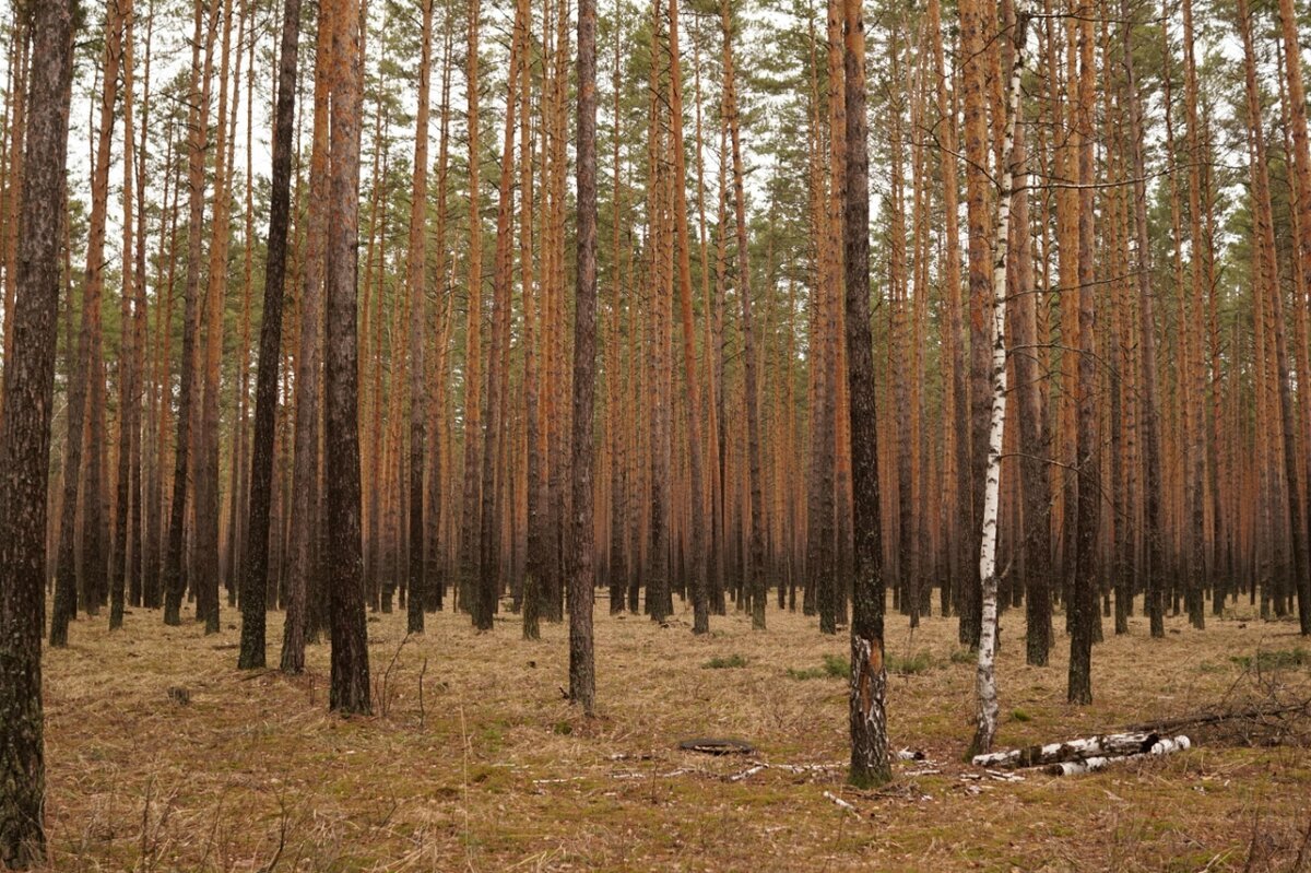 Сомкнутость крон лесных насаждений