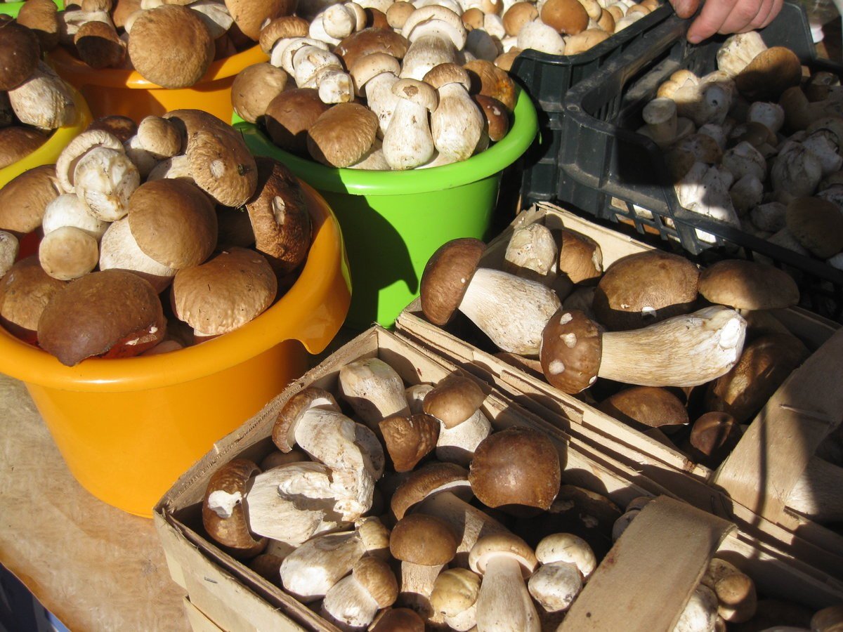 Условия выращивания белого гриба