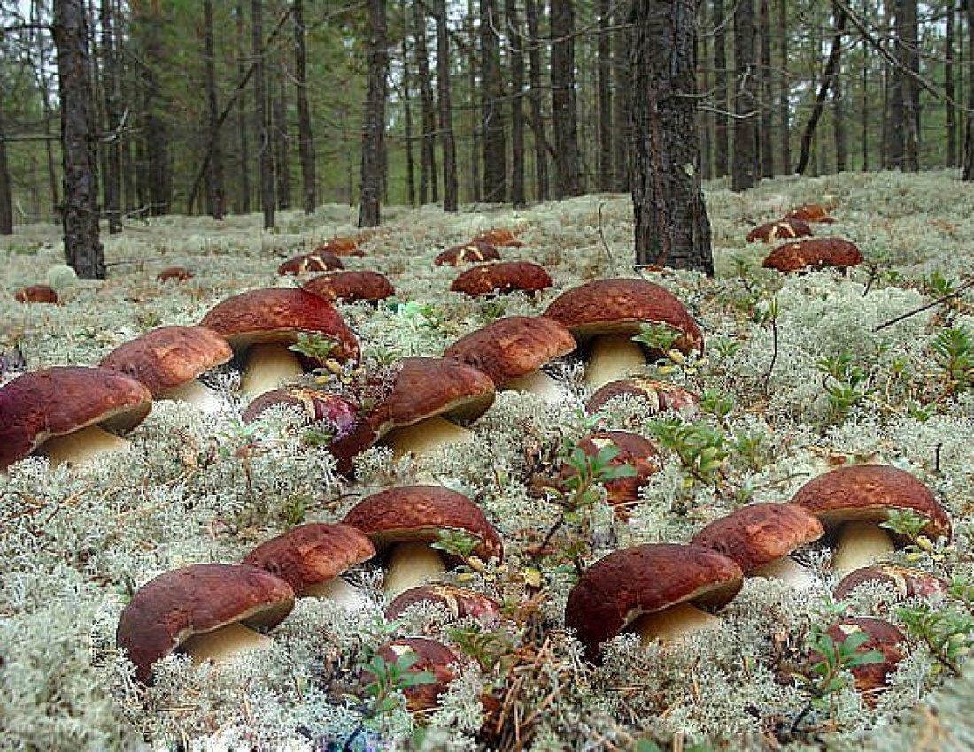 Сбор грибов в россии. Грибная Поляна белых белых грибов. Поляна грибов. Грибные места. Много грибов.