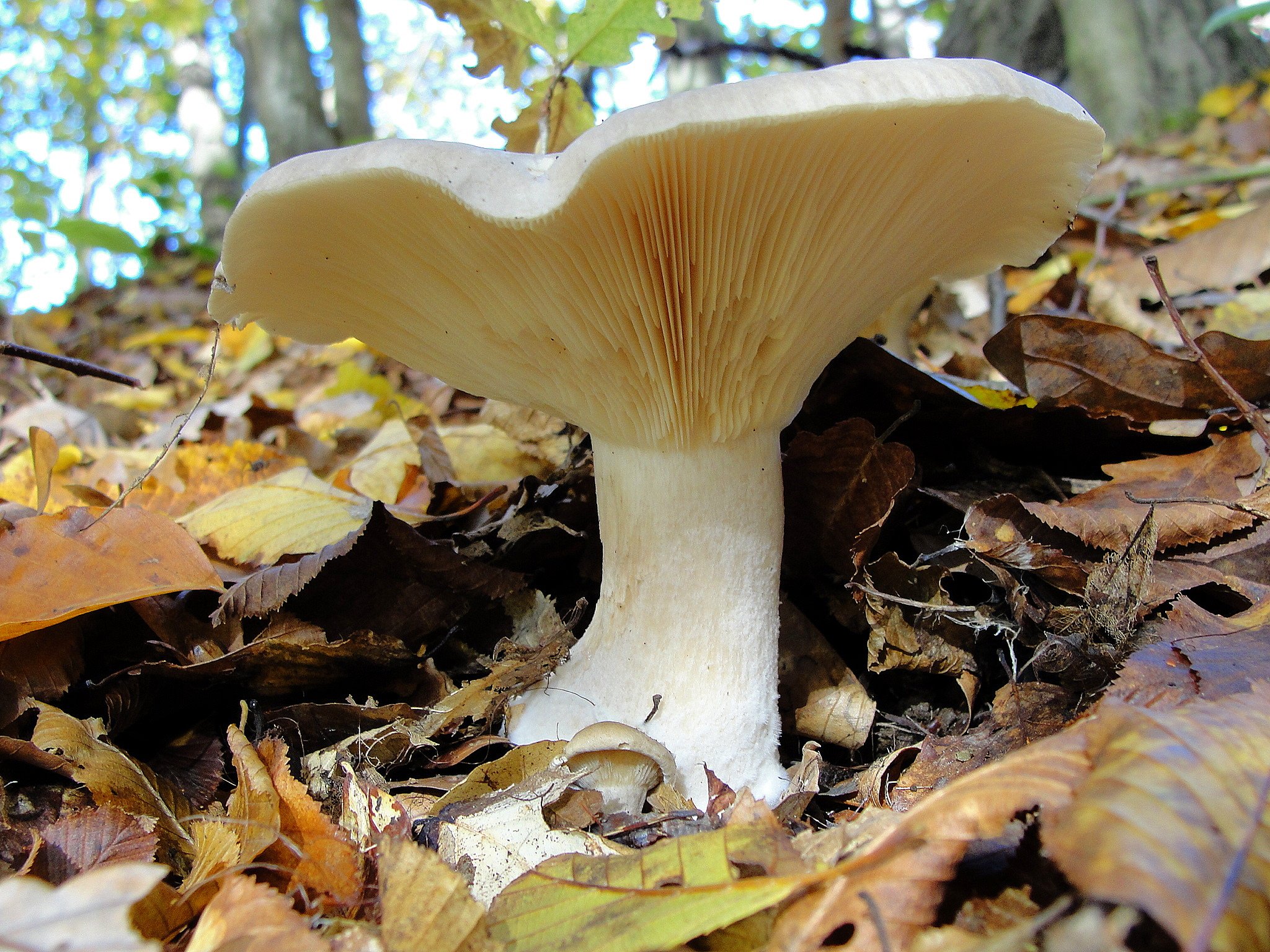 Ядовитые грибы краснодарского. Несъедобные грибы Краснодарского края. Russula Integra гриб. Съедобные и несъедобные грибы Краснодарского края. Седобные и не съедобные грибы Краснодарскогокрая.