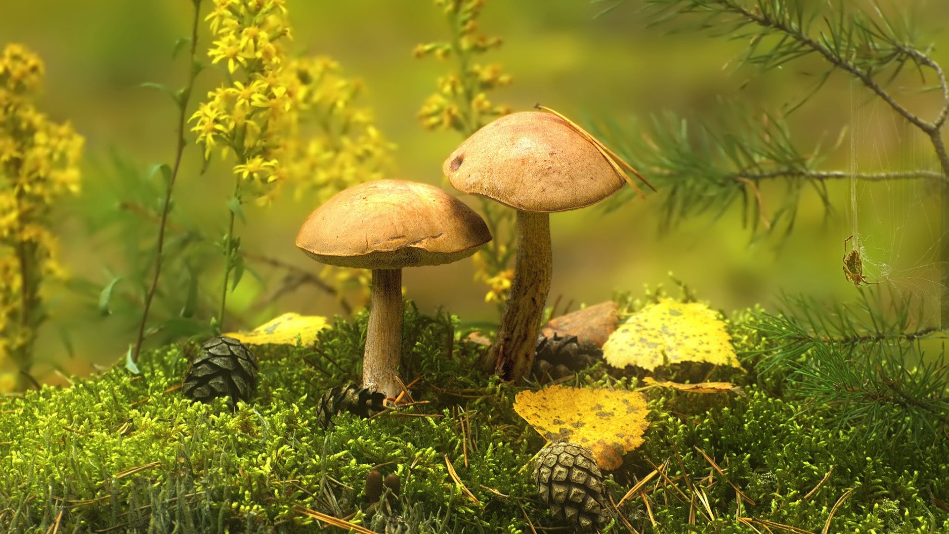 Грибы природа лес. Осень грибы. Грибы на Поляне. Осенний грибной лес. Полянка с грибами.