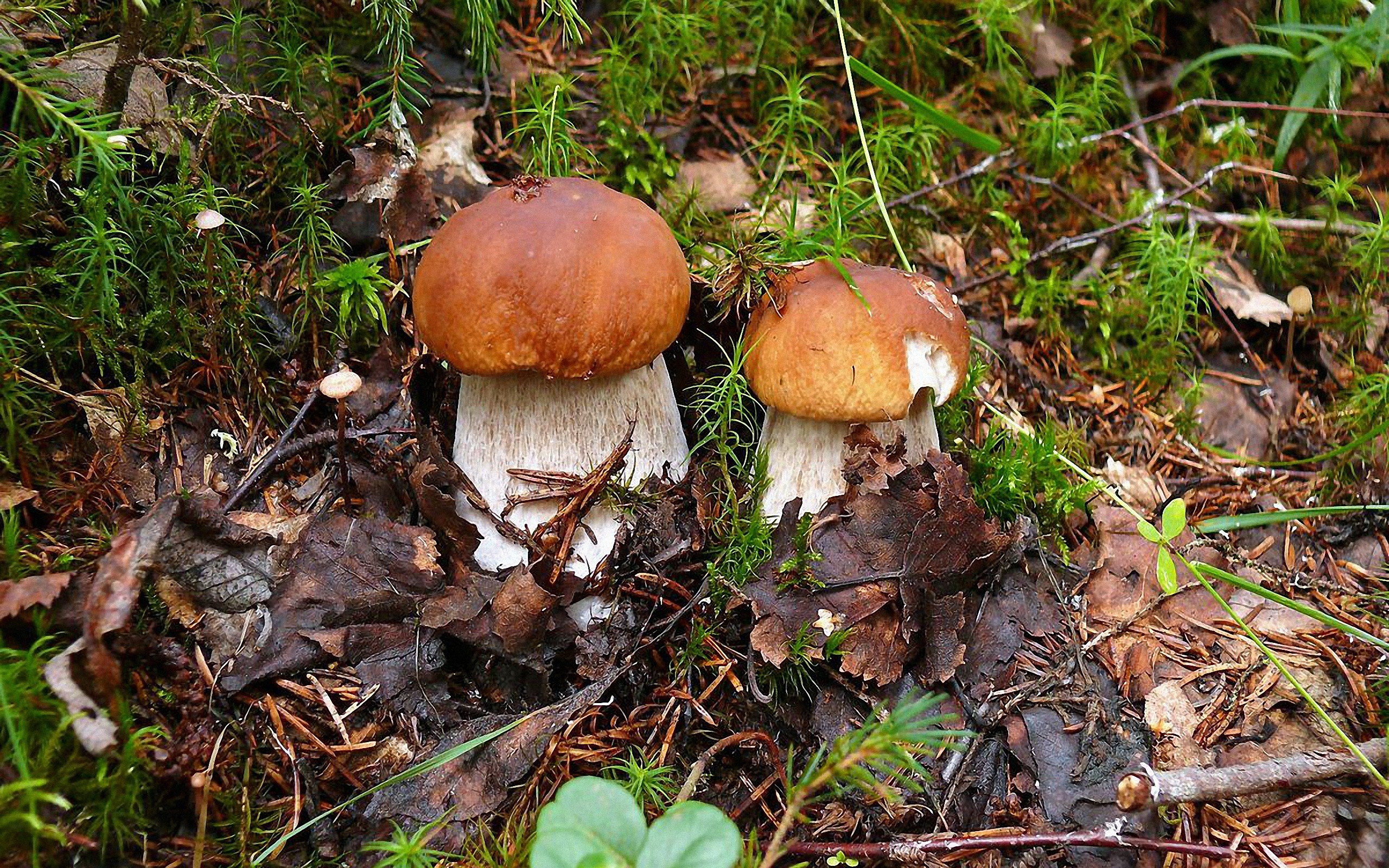 Грибы природа лес. Лесные грибы. Белый гриб. Белый гриб в природе. Белый гриб в лиственном лесу.