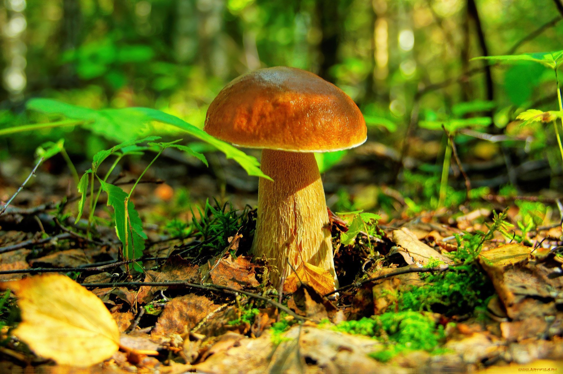 Грибы природа лес. Грибы в лесу. Осенние грибы. Осень грибы. Грибной лес.