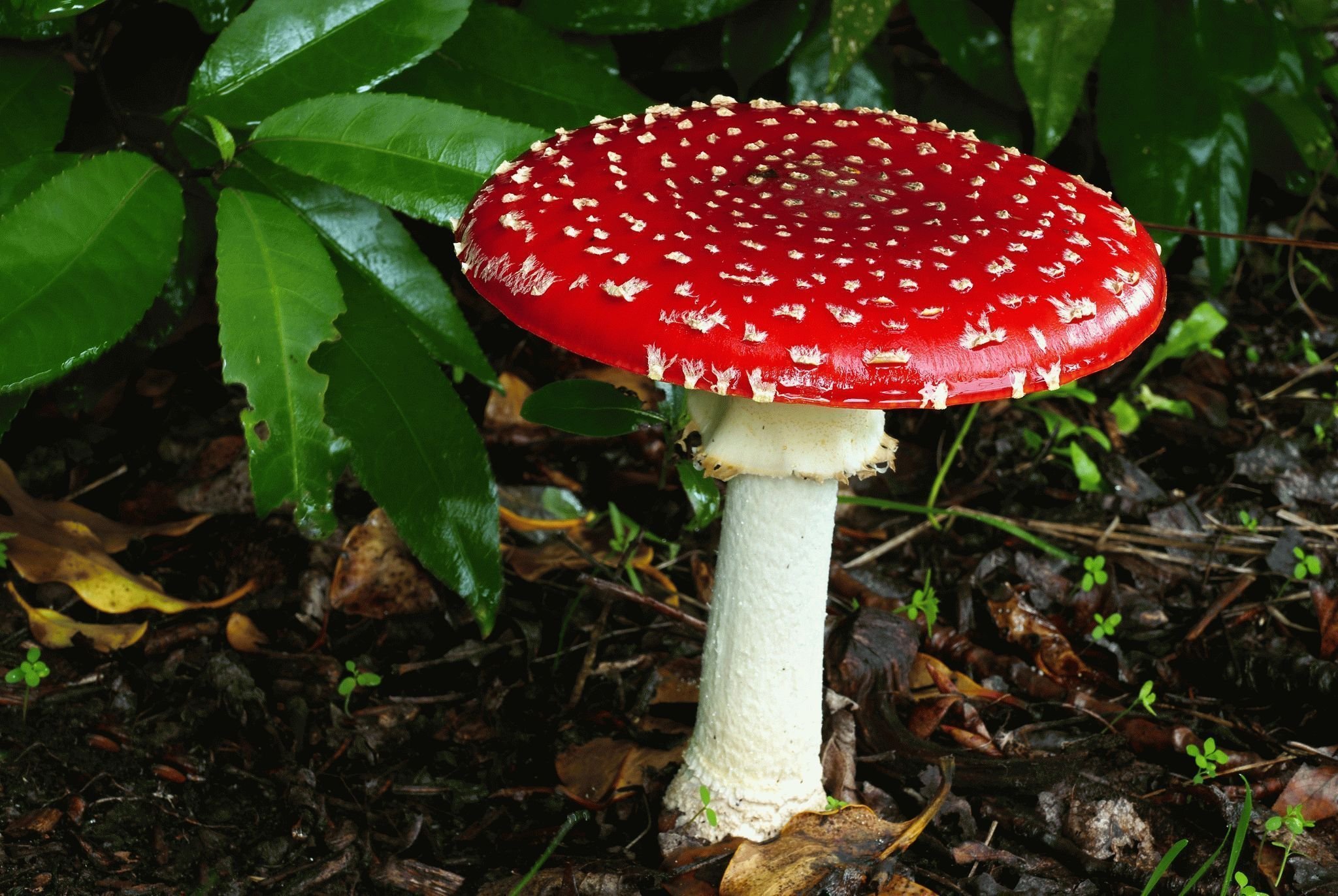 Фотографии ядовитых. Аманита Мускария. Мухомор Amanita muscaria. Мухомор красный (Amanita muscaria). Грибы Аманита Мускария.