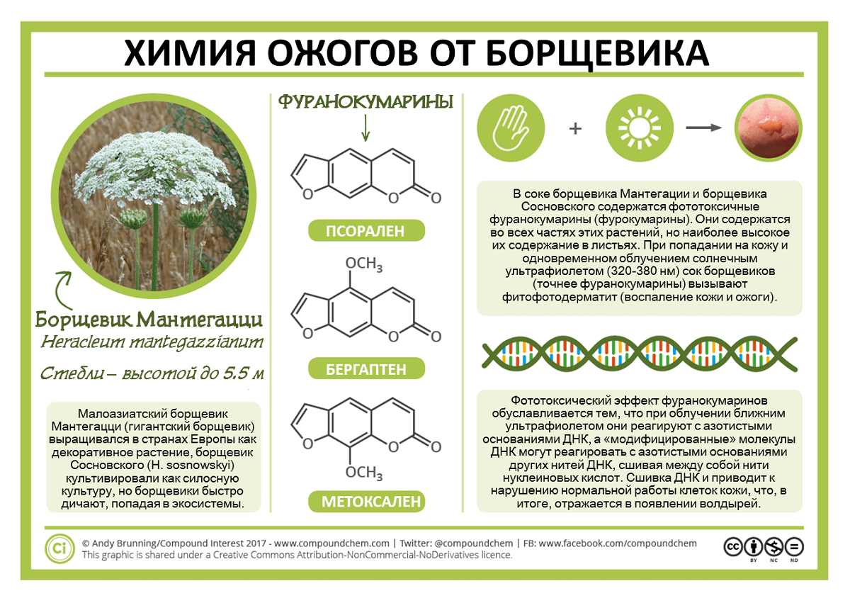 Формула борщевика. Химическая формула сока борщевика. Фуранокумарины борщевика. Химия ожогов от борщевика.