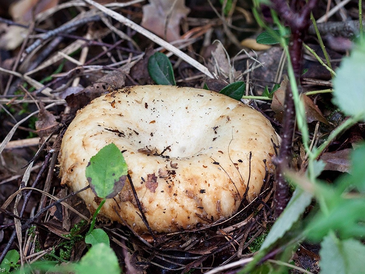 Лесной гриб груздь