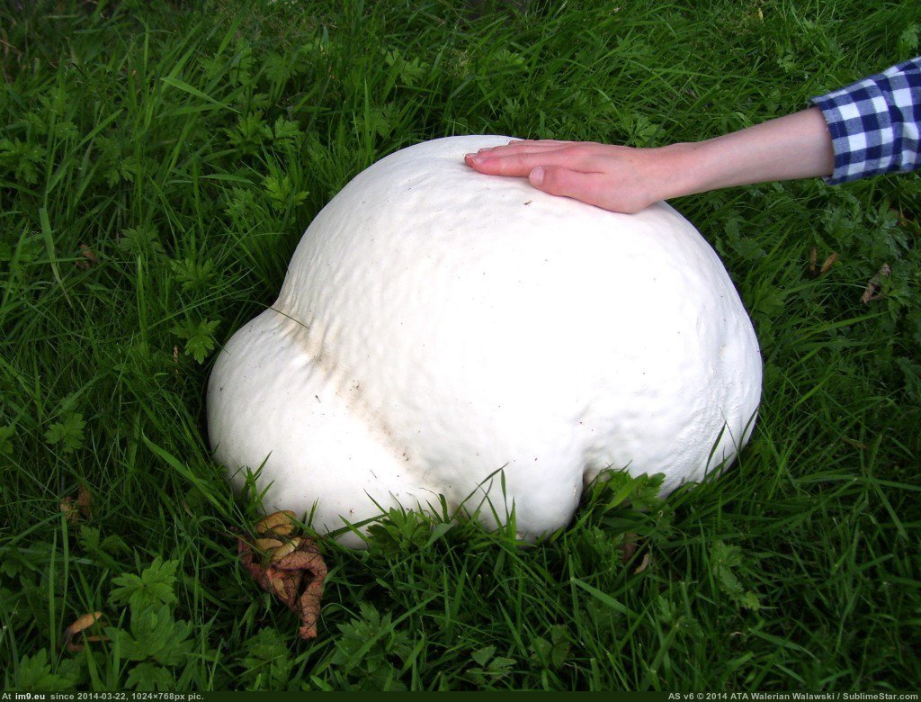 Самый большой гриб дождевик