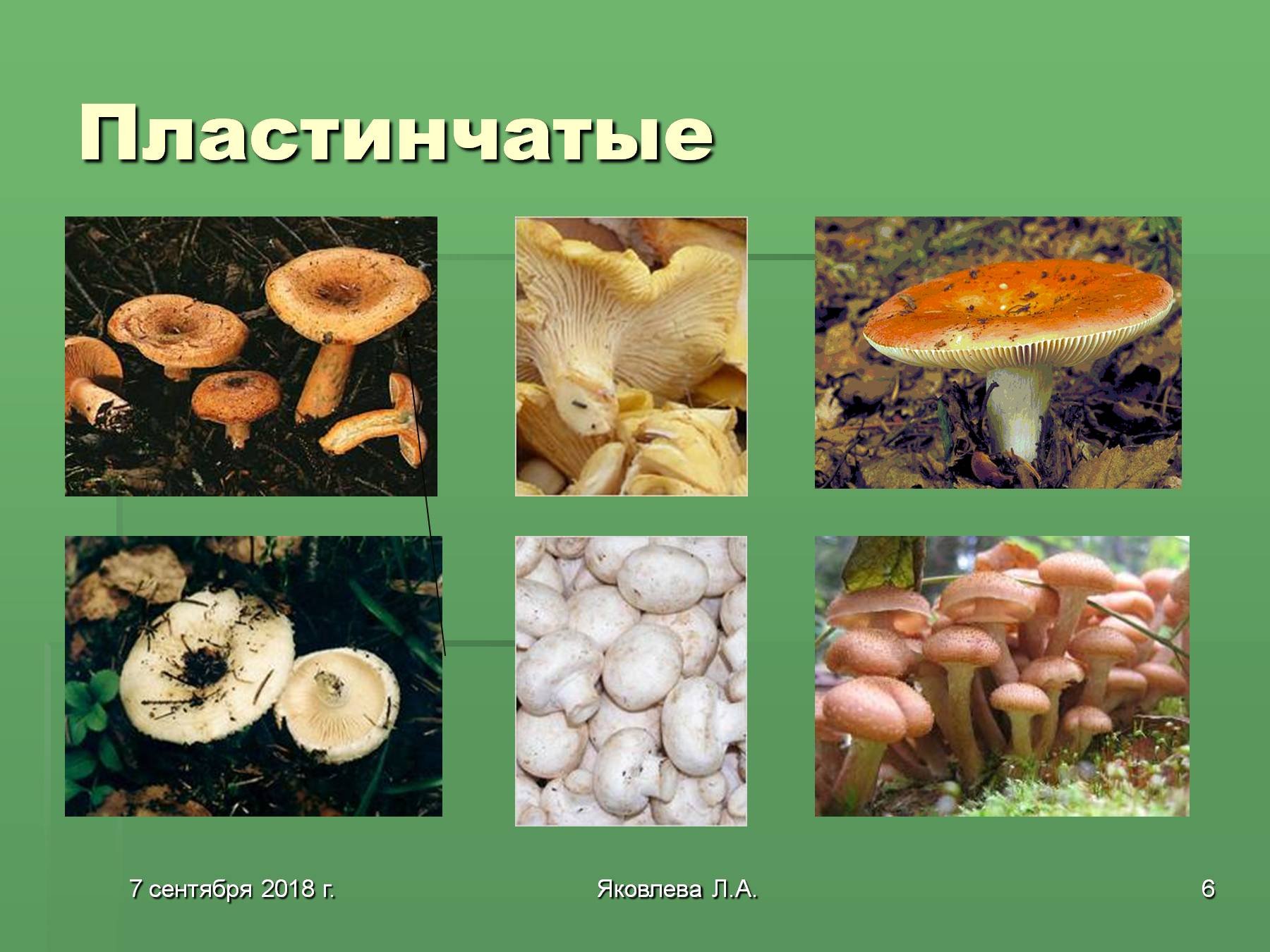 Чем трубчатые грибы отличаются от пластинчатых. Грибы пластинчатые и трубчатые съедобные и ядовитые. Несъедобные пластинчатые грибы. Лисичка трубчатый или пластинчатый гриб. Несъедобные грибы пластинчатые и трубчатые.