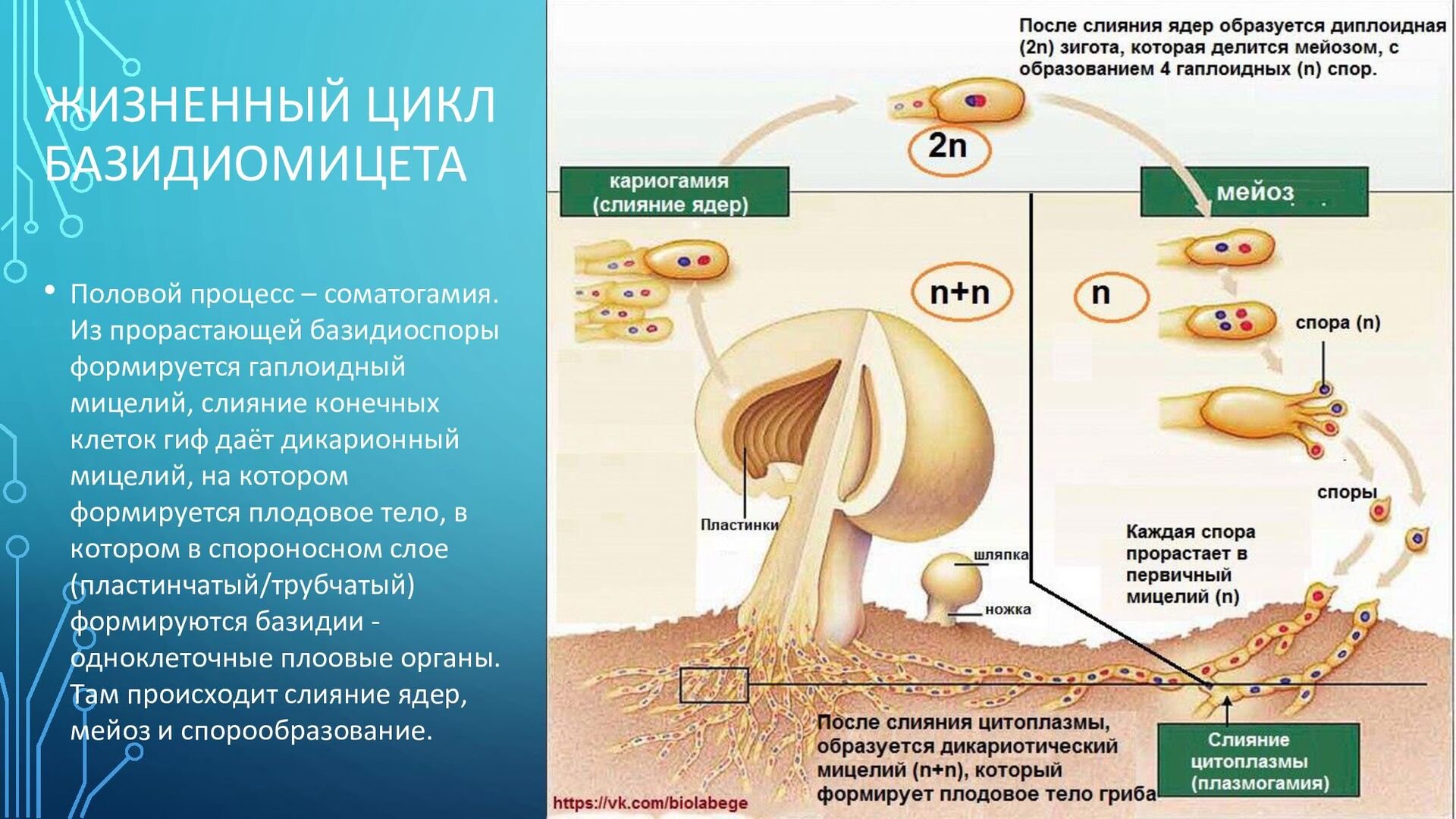 Способны образовывать мицелий. Жизненный цикл шляпочного гриба. Жизненный цикл гриба базидиомицета. Размножение шляпочного гриба схема. Жизненный цикл грибов схема.