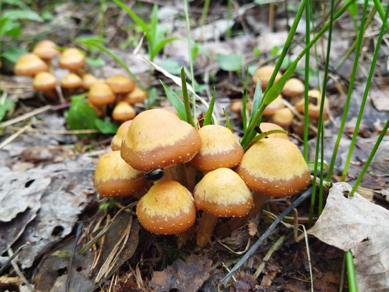 Самые ранние грибы. Опенок Луговой негниючник. Весенние грибы. Грибы в июне съедобные. Весенние грибы Ленинградской области.
