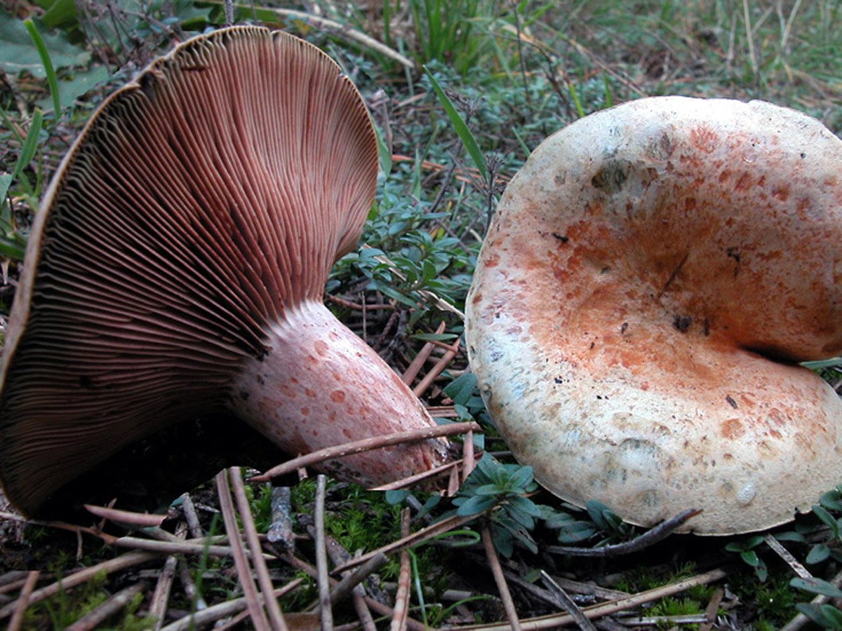 Крымский рыжик гриб