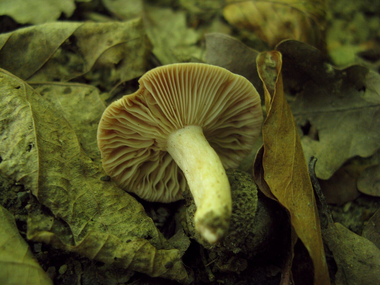 Большие пластинчатые грибы. Гриб млечник бледный. Пластинчатые грибы. Пластинчатый гриб с зеленоватым оттенком. Грибы пластинчатые Краснодарского края.