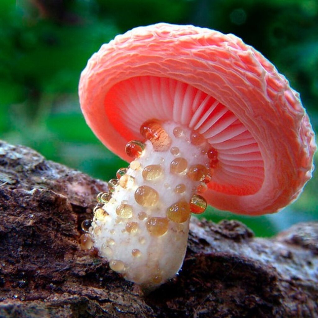 Яичный гриб