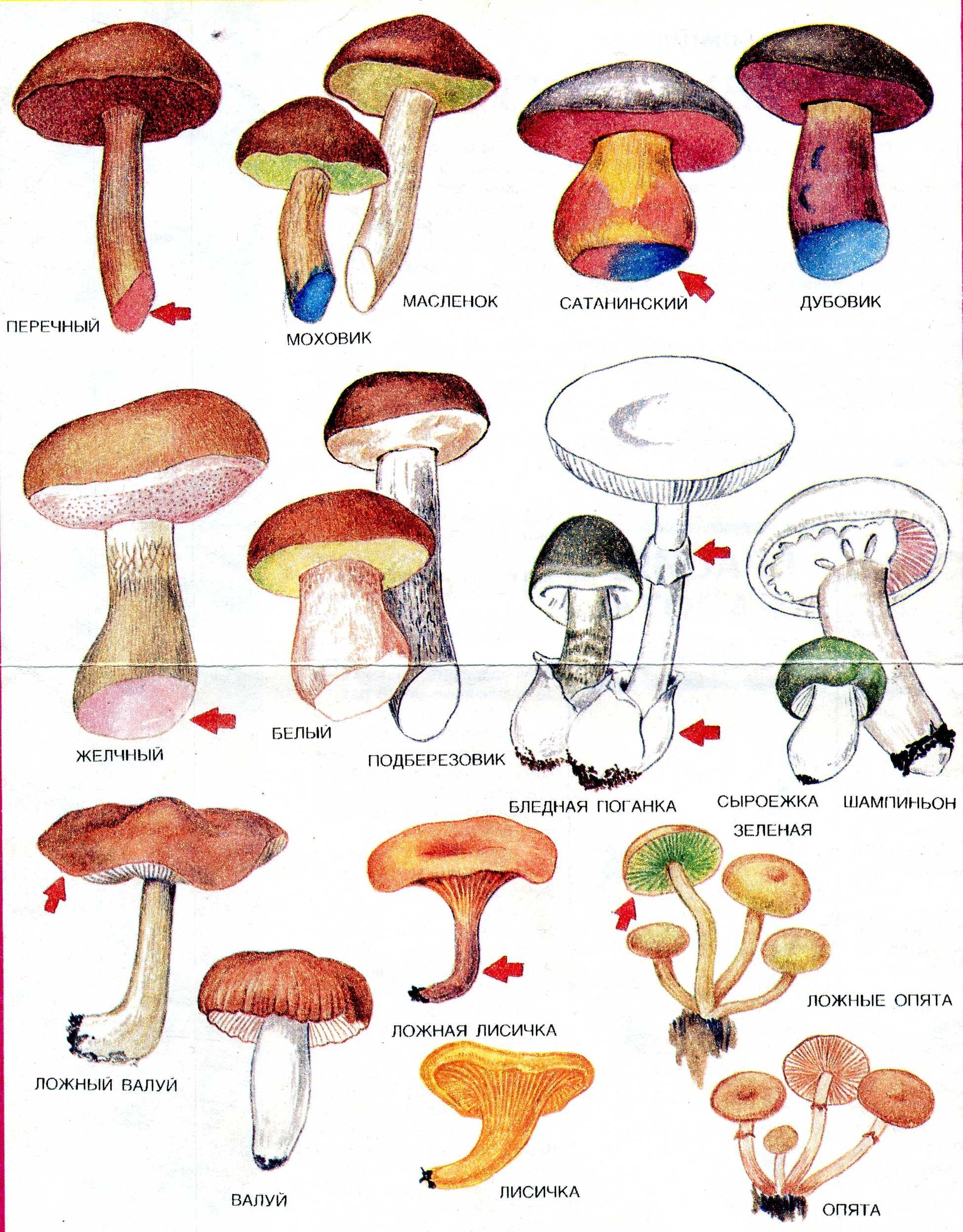 Название некоторых грибов. Грибы съедобные и несъедобные с названиями. Грибы съедобные и несъедобные грибы и ядовитые грибы. Грибы съедобные и несъедобные с названиями и описанием. Съедобные грибы и несъедобные грибы названия таблица.