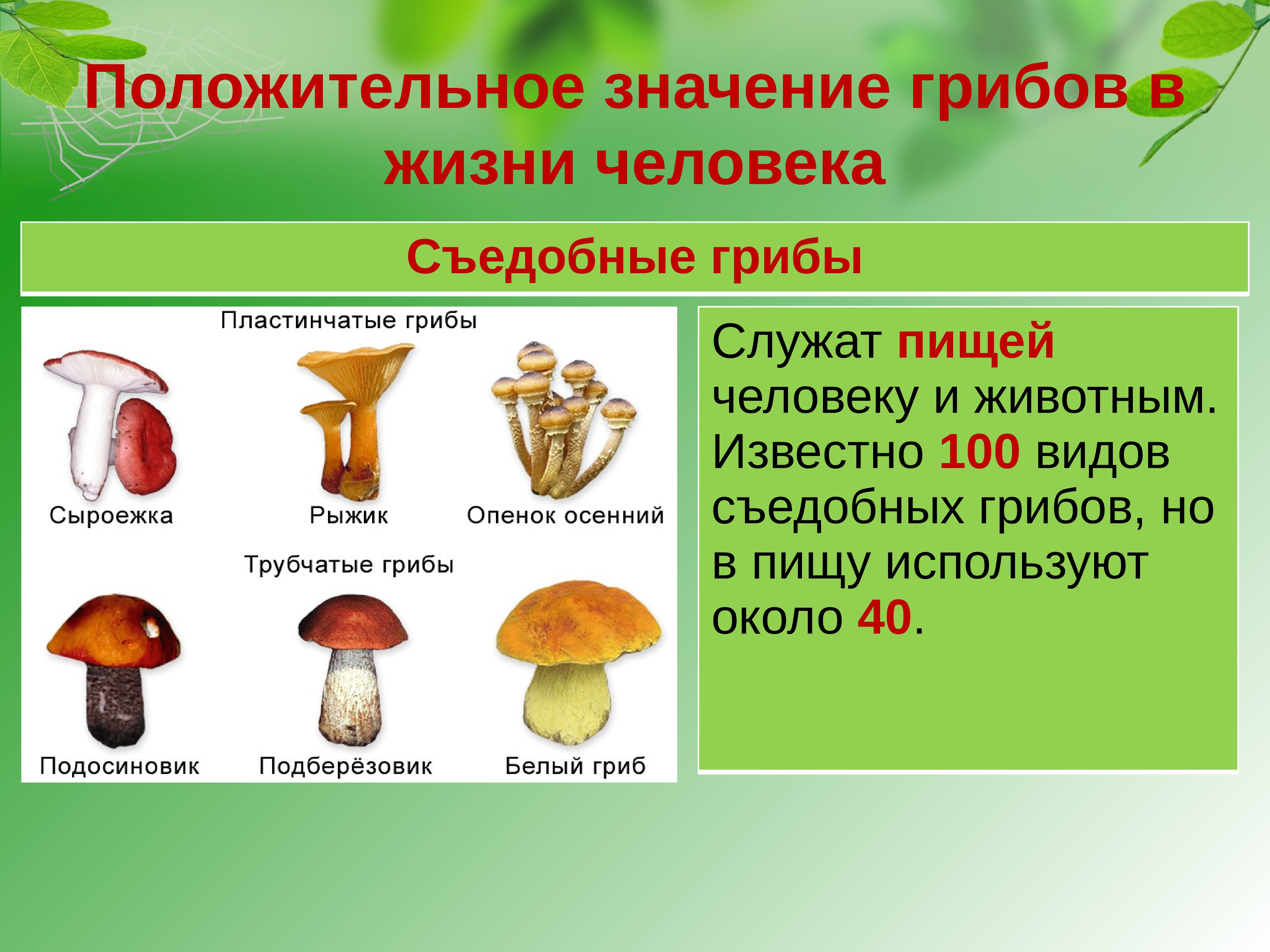 Грибы для людей и природы. Съедобные грибы. Значение грибов. Разнообразие грибов. Многообразие грибов съедобные.