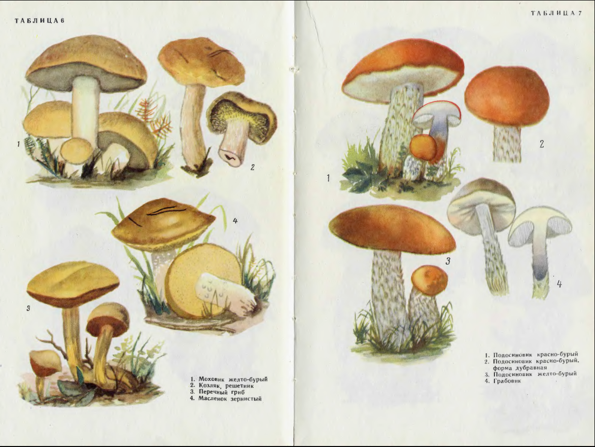 Грибы на букву т. Несъедобные грибы атлас определитель. Атлас определитель грибов съедобных и несъедобных. Атлас определитель съедобные и несъедобные грибы. Съедобные грибы атлас определитель.