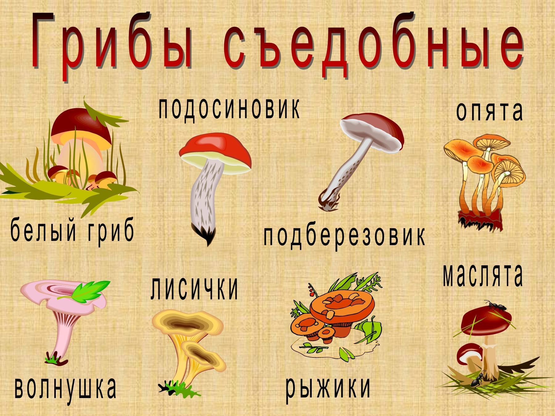 Несъедобный как пишется. Съедобные и несъедобные грибы в картинках с названиями для детей. Съедобные грибы. Съедобные грибы названия. Съедобные грибы рисунок.