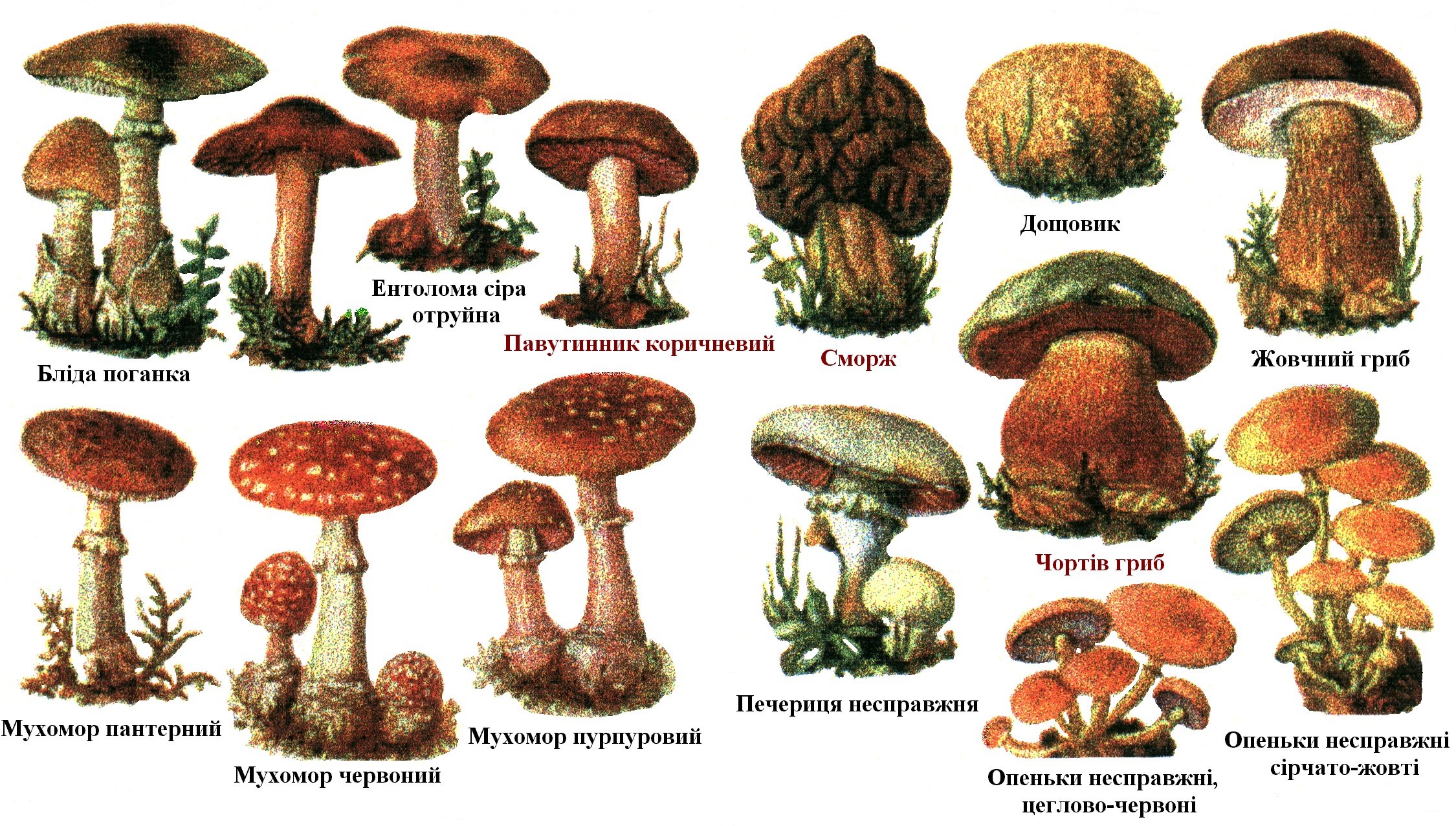 Название некоторых грибов. Съедобные условно съедобные и несъедобные грибы. Съедобные грибы и несъедобные грибы. Условносьедобные грибы и несъедобные. Условно съедобные грибы названия грибов.