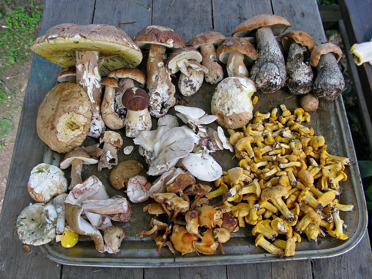 Основные виды грибов