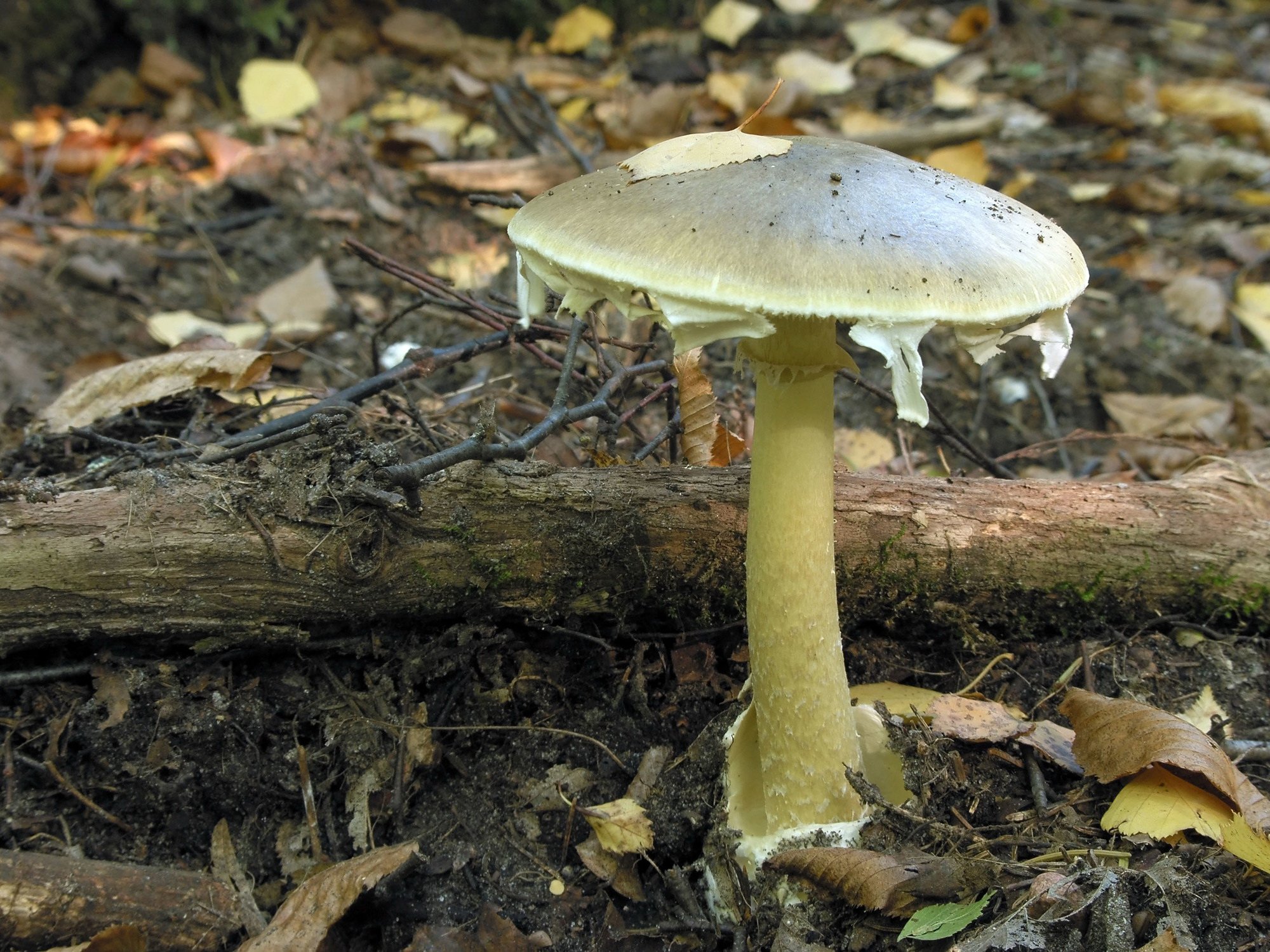 Трубчатая поганка. Бледная поганка (Amanita phalloides). Зеленушка (гриб) ядовитые грибы. Зеленушка гриб ядовитый. Рядовка гриб зеленушка.
