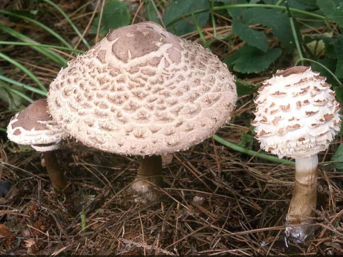 Хлорофиллум гриб
