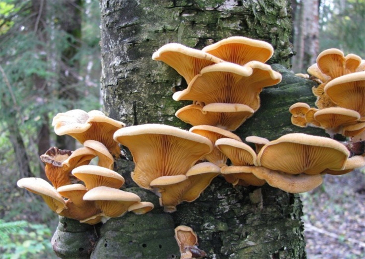 Пластинчатый гриб на дереве. Трутовик вешенки. Трутовик на ольхе. Древесный гриб трутовик. Вёшенка обыкновенная съедобные грибы.