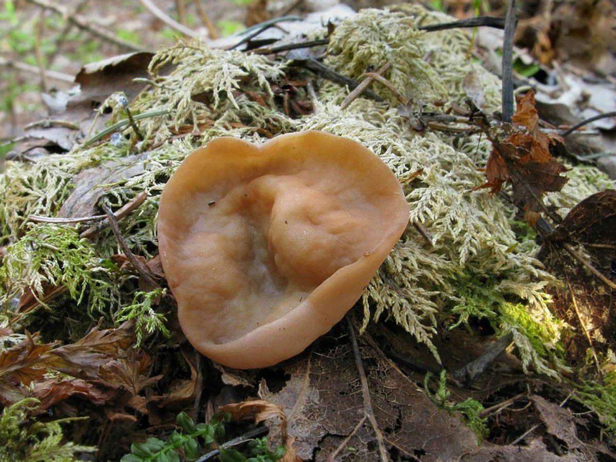 Весенние съедобные грибы фото и название. Дисцина гриб. Блюдцевик гриб. Дисцина щитовидная. Агашки грибы.